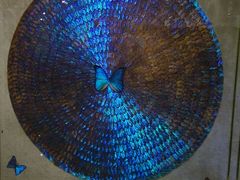 android_upload_pic-上海昆虫博物馆