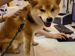 -宠爱国际动物医院·消化内科·心肾内科·ISFM猫友好(望京店)