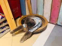 猫-小时光咖啡馆(开森度假森林店)