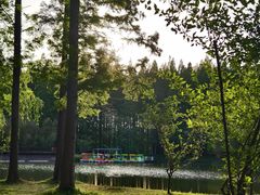 -黄海国家森林公园