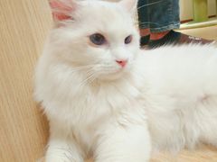 -猫和宫(六道口店)