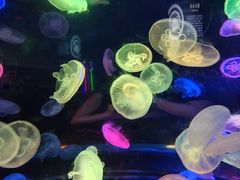 -太平洋海底世界