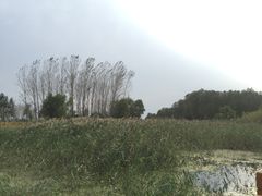 -微山湖红荷湿地景区