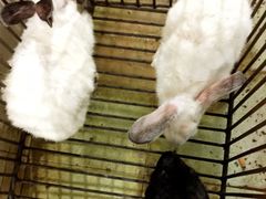 -温江公平红烧兔(总店)