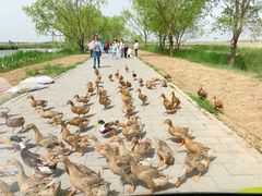 -野鸭湖国家湿地公园