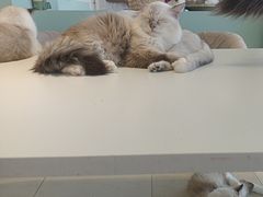 -怪兽屋·羊驼·猫咖·狗咖(俊华广场店)