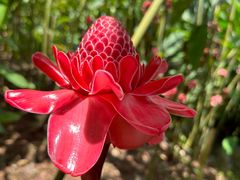 -中国科学院西双版纳热带植物园