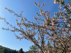 -杭州植物园