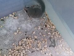 -中环花鸟鱼虫市场