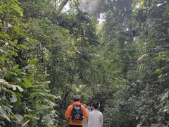 -西双版纳原始森林公园