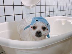 -BABYDOG宝贝狗宠物乐园(欧洲城店)