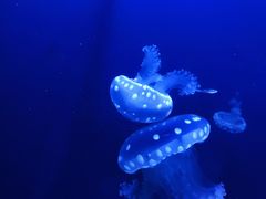 -芜湖新华联大白鲸海洋公园