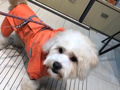 -PETKIT 小佩宠物·低压洗护·美容·寄养(安远店)