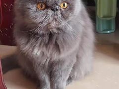 -严国平动物医院(德政总院)