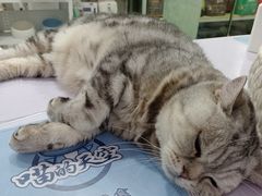 -喵的天空名猫咖啡馆·撸猫·猫舍·用品