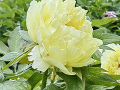 -莲花池公园