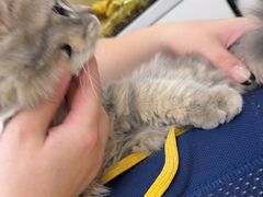 -瑞派宠物医院·夜诊·新吉太郎(嘉禾望岗院)