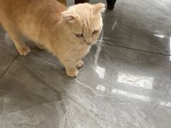 -猫小院猫主题餐厅(南锣旗舰店)