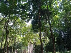 -金花茶公园