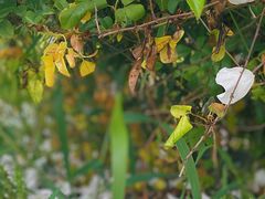 -鹅湖玫瑰文化园