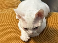 -唐小姐の猫狗洗护·购宠旗舰店(周浦万达店)