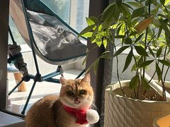 -粤学粤好·港式粤语文化及学习中心(福田南山都有店)