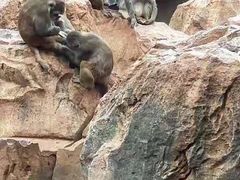 -昆明动物园