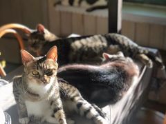 -海边的猫和咖啡馆