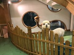 -藦茜花园宠物主题亲子互动体验馆(国顺东路店)