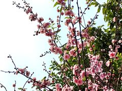 -铁山坪森林公园