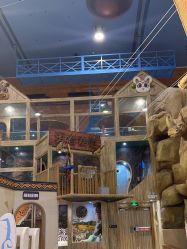 -卡通尼·Safari非洲探索乐园·生日会(金桥国际商业广场店)