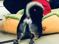 -逗柴咖啡屋·狗咖猫咖宠物桌游