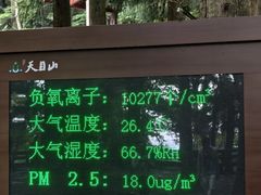 -天目山大树王景区