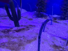 -芜湖新华联大白鲸海洋公园