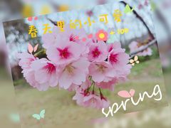 -顾村公园