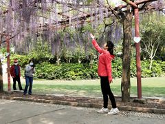 -嘉定紫藤园