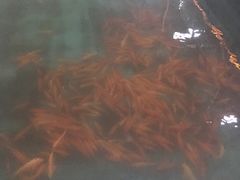 -东江湖游水三文鱼美食城