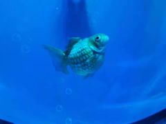 -芜湖新华联大白鲸海洋公园