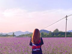 -北京东方普罗旺斯薰衣草庄园