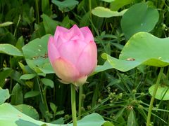 -白塘生态植物园