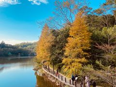 -深圳仙湖植物园
