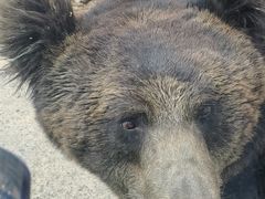 -鄂尔多斯野生动物园