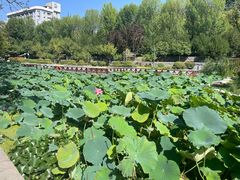 -莲湖公园