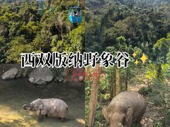 -野象谷景区