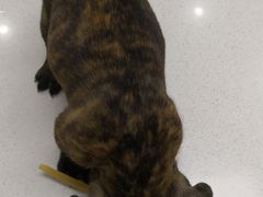 -菲丽丝宠物医院·24小时·猫科中心·免疫点(淮海分院)