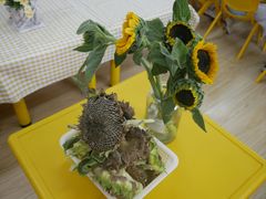 -胡姬港湾幼儿园(龙华丰谷园)