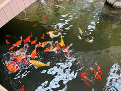 -南宫五洲植物乐园