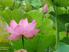 -贵阳市花溪国家城市湿地公园