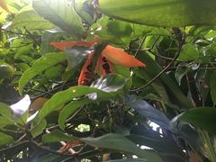 -广西壮族自治区药用植物园