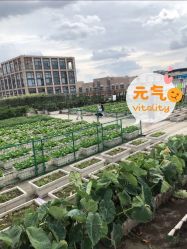 -小蜜蜂农场(凯德七宝购物广场店)
